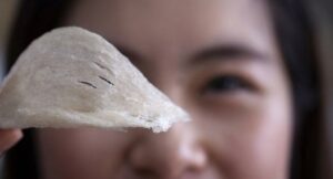 Tổ yến rút lông khô tiêu chuẩn xuất khẩu