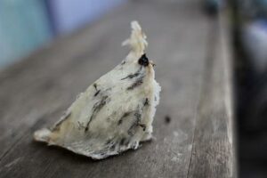 Tổ yến thô Kim's Nest mới thu hoạch