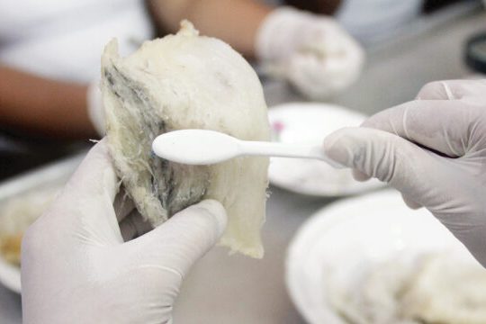 sơ chế làm sạch tổ yến không ngâm nước